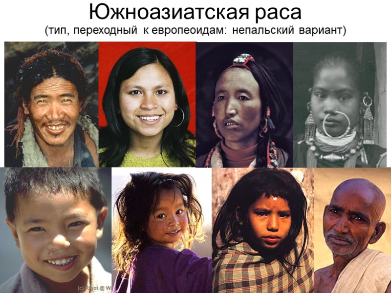 Южноазиатская раса (тип, переходный к европеоидам: непальский вариант)